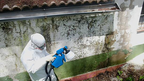 Trusted Mold Remediation service in Nesconset, NY - Cheap Mold Removal
